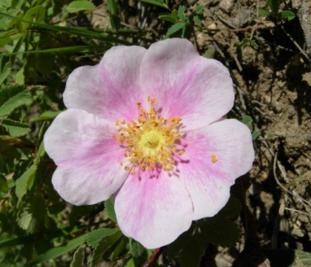 Rosa arkansana avatar