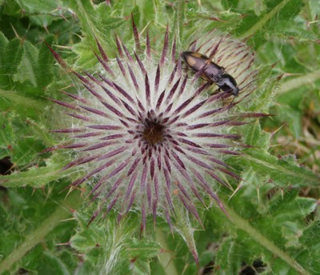 Cirsium edule avatar