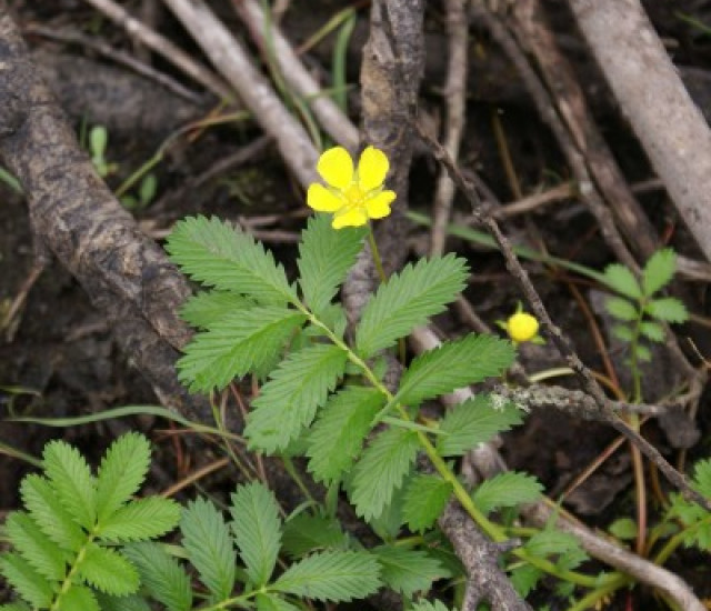Argentina egedii avatar