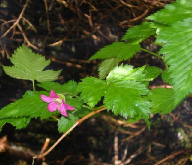 Rubus spectabilis avatar