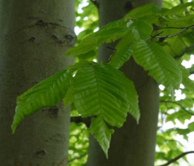 Fagus grandifolia avatar