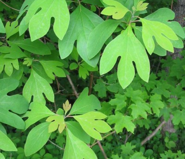 Sassafras albidum avatar