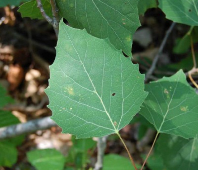 Populus grandidentata avatar