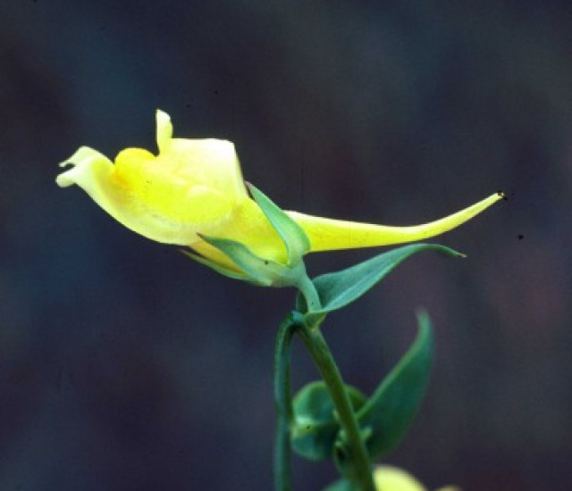 Linaria dalmatica avatar