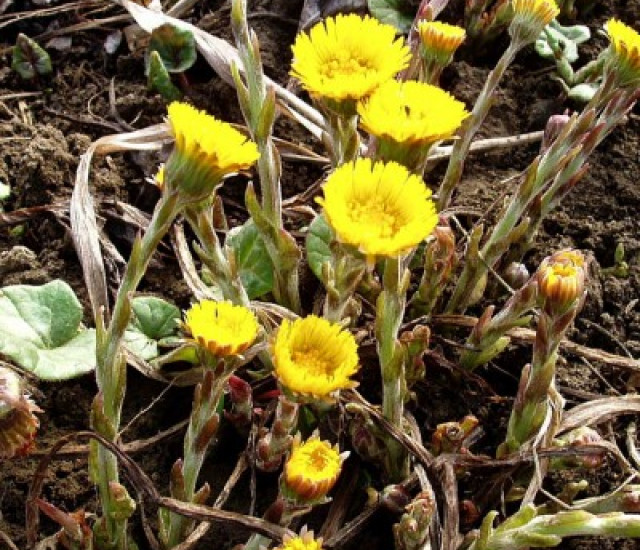 Tussilago farfara avatar