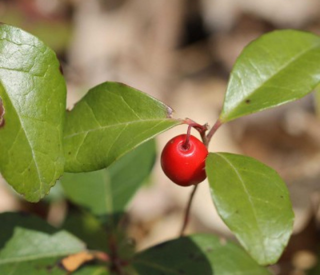 Gaultheria procumbens avatar