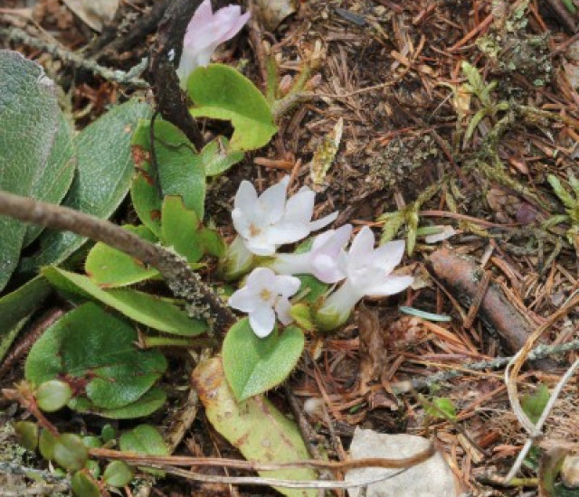 Epigaea repens avatar