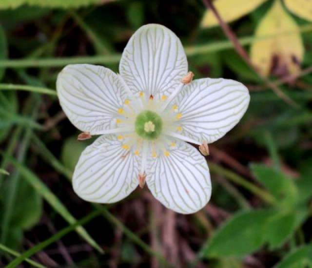 Parnassia glauca avatar