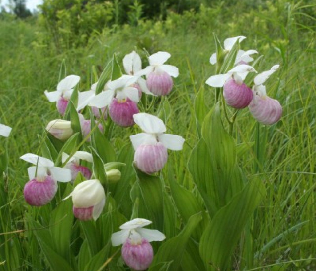 Cypripedium reginae avatar