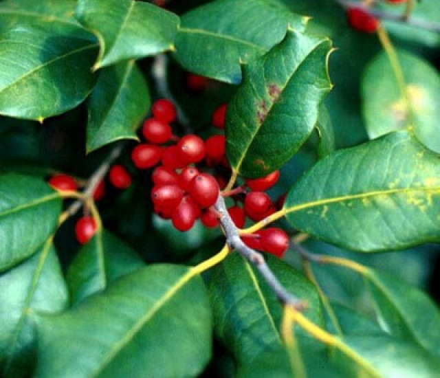 Ilex opaca avatar