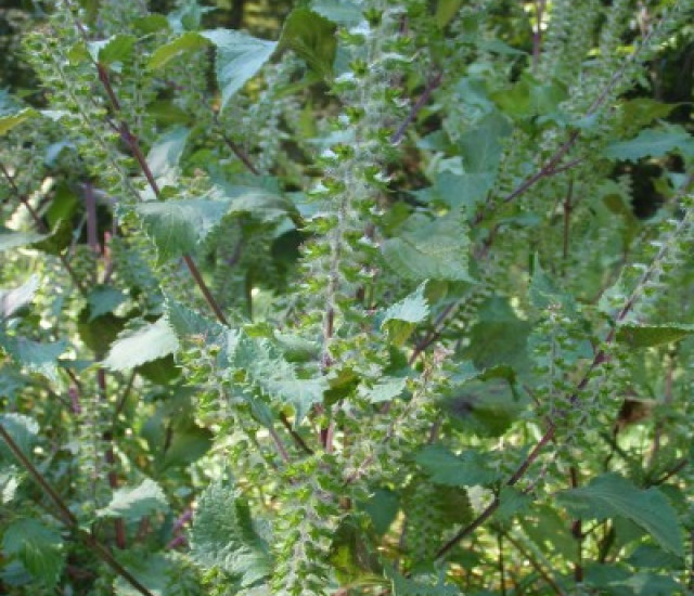 Perilla frutescens avatar