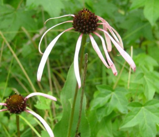 Echinacea laevigata avatar