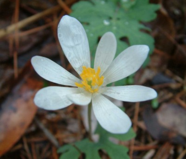 Sanguinaria canadensis avatar