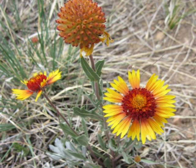 Gaillardia aristata avatar