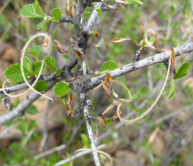 Cercocarpus montanus avatar