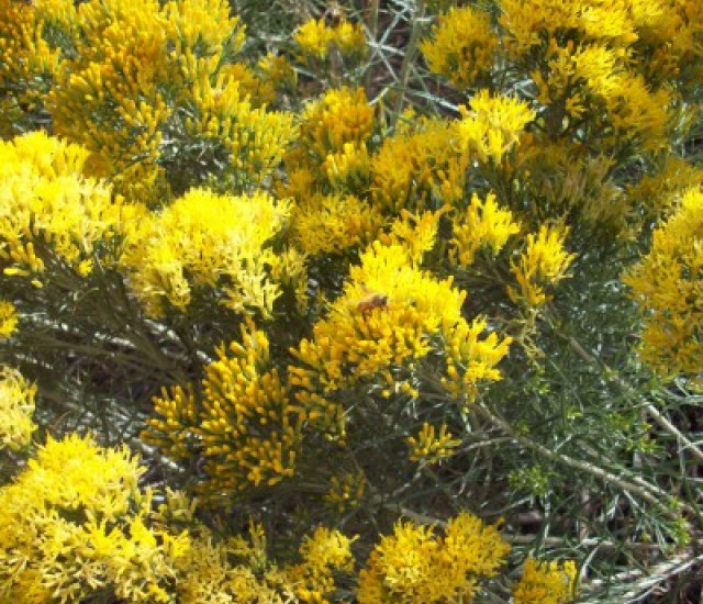 Ericameria nauseosa avatar