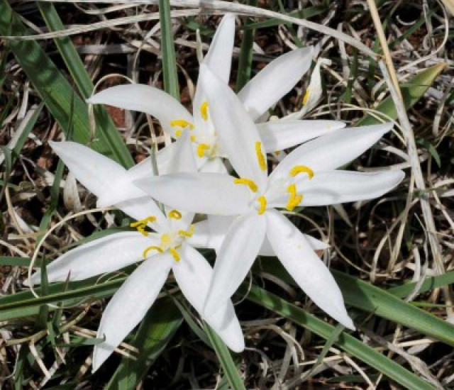 Leucocrinum montanum avatar