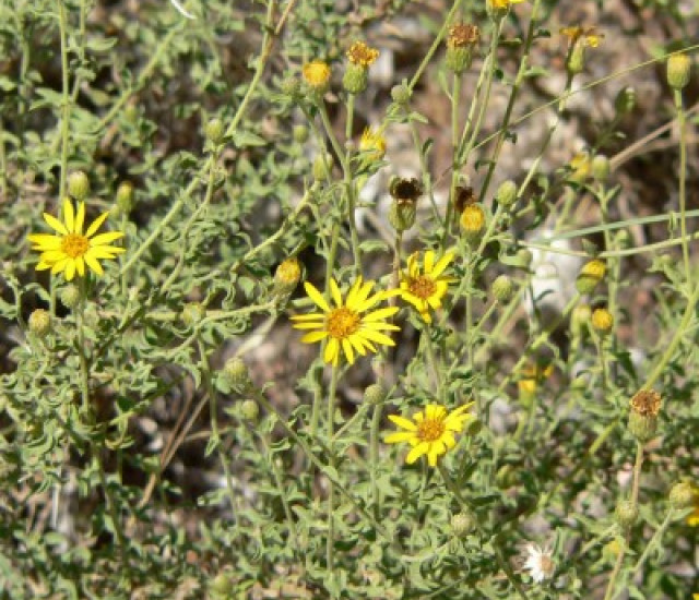 Heterotheca villosa avatar