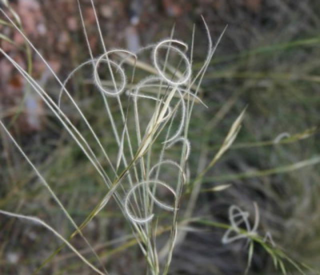 Hesperostipa comata avatar