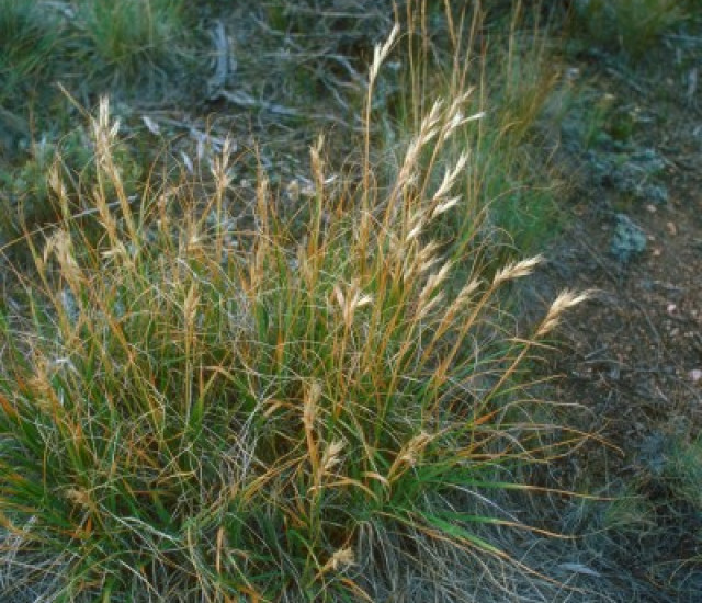 Danthonia parryi avatar