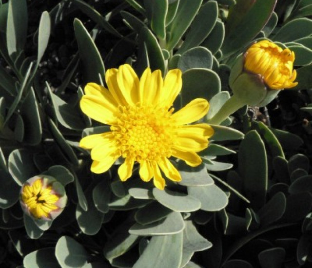 Othonna cheirifolia avatar