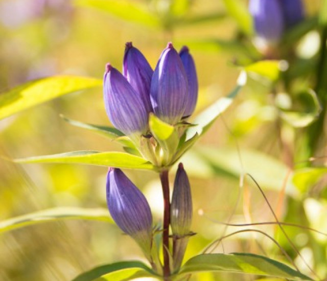 Gentiana andrewsii avatar