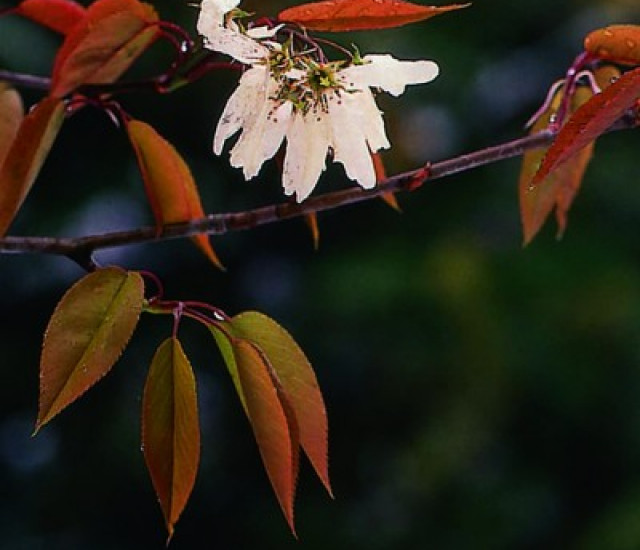 Amelanchier laevis avatar