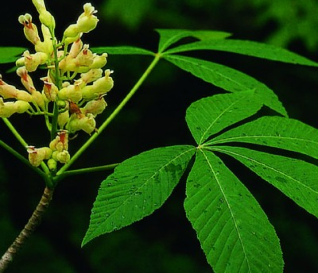 Aesculus flava avatar
