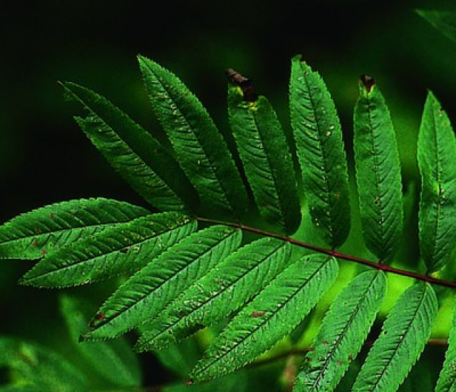 Sorbus americana avatar