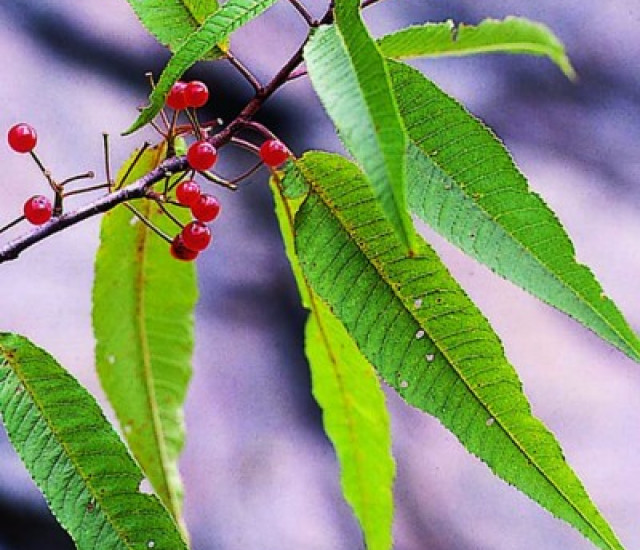 Prunus pensylvanica avatar