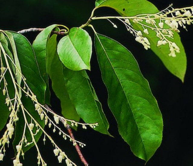 Oxydendrum arboreum avatar