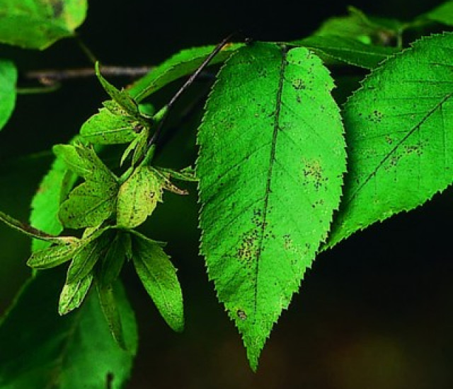 Carpinus caroliniana avatar