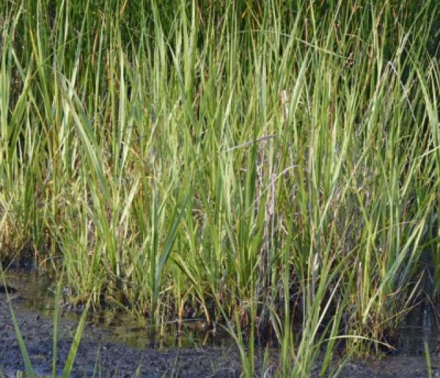 Spartina alterniflora avatar