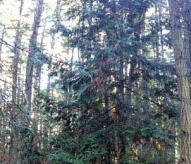 Thuja plicata avatar