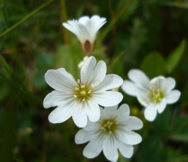 Cerastium arvense avatar