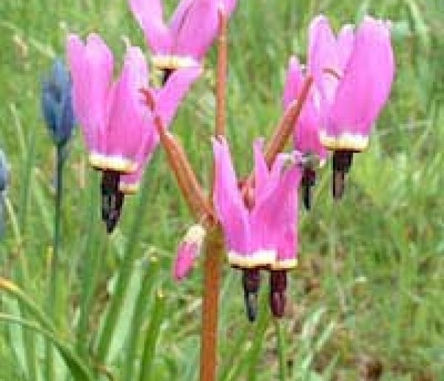 Dodecatheon hendersonii avatar