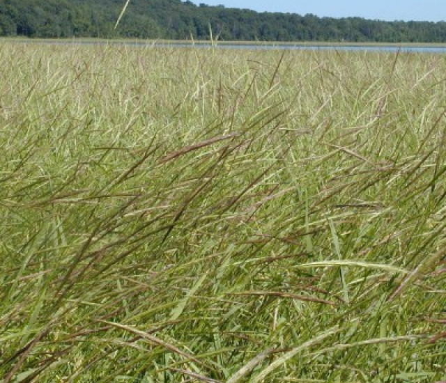 Zizania palustris avatar