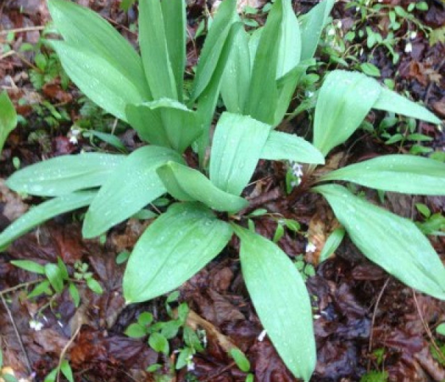 Allium tricoccum avatar