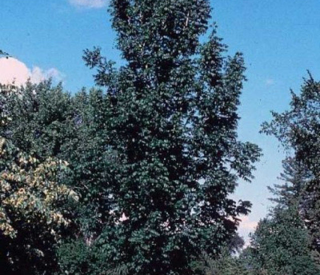 Fraxinus nigra avatar