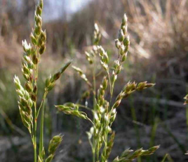 Hierochloe odorata avatar