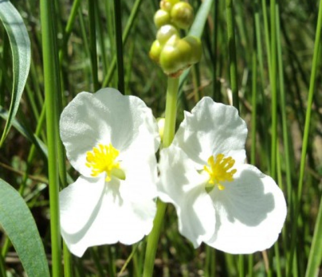Sagittaria latifolia avatar