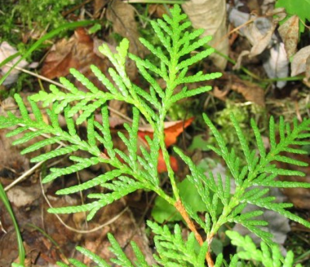 Thuja occidentalis avatar