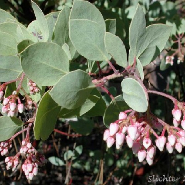 species image