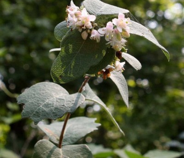 Symphoricarpos occidentalis avatar
