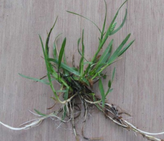 Poa pratensis avatar