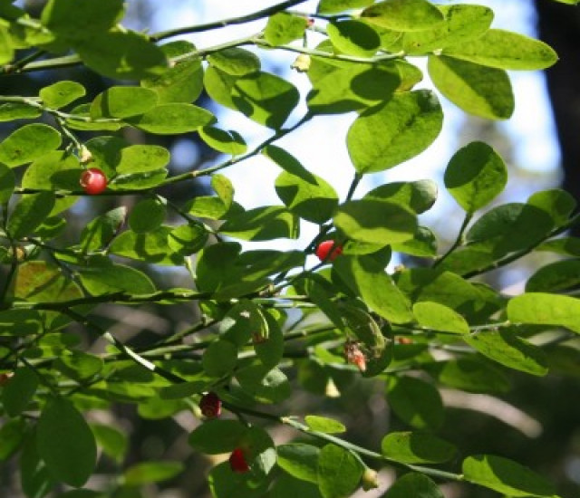 Vaccinium parvifolium avatar
