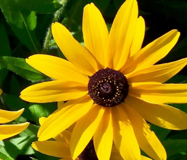 Rudbeckia fulgida avatar