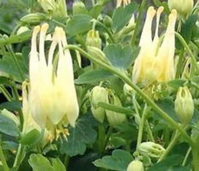 Aquilegia canadensis 'Corbett' avatar