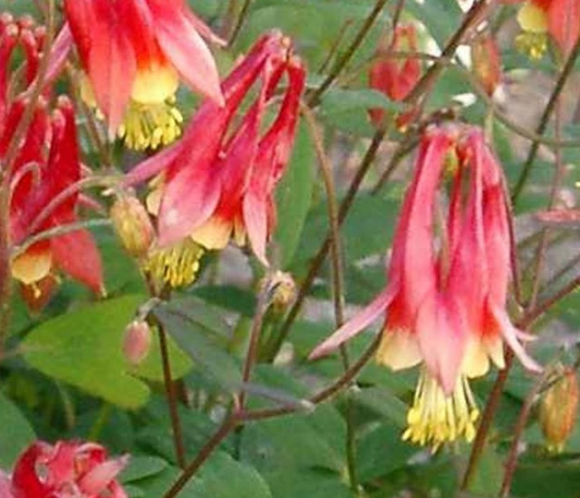 Aquilegia canadensis 'Little Lantern' avatar