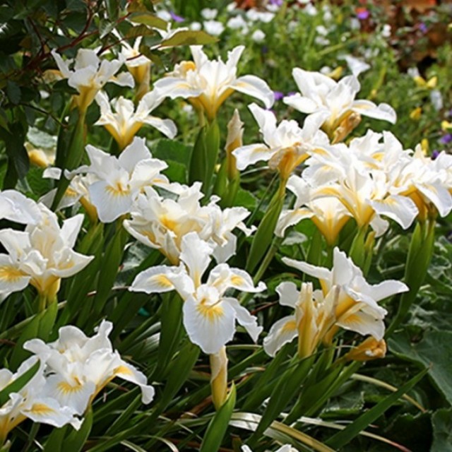 species image